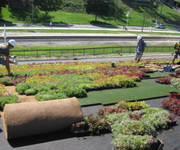 Roof Garden